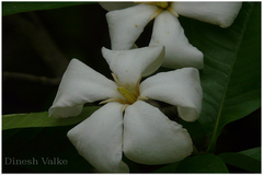 Gardenia resinifera